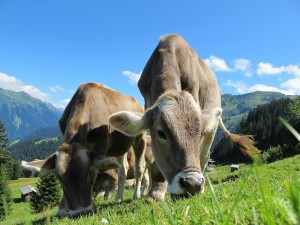 cows-cow-203460_1920