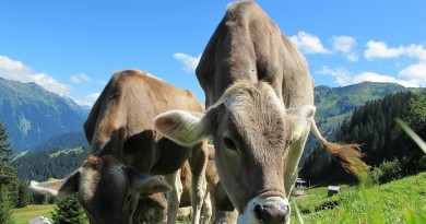 cows-cow-203460_1920